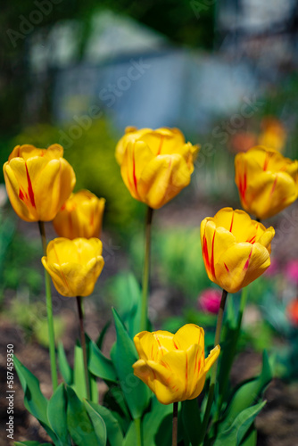 nice tulips in the garden