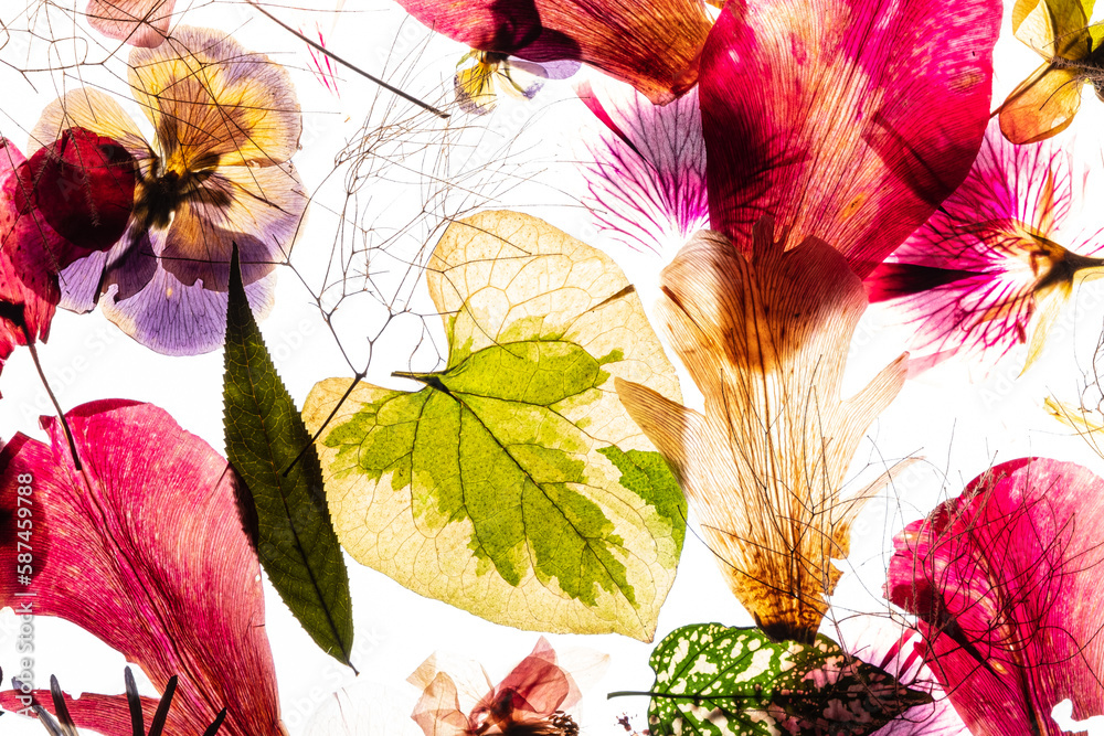 Fototapeta premium dry flowes on the white background