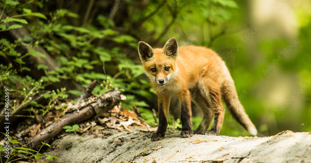red fox in the woods red fox in the woods