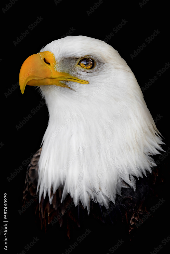 Eagle Eyes: A majestic Bald Eagle photographed in captivity at the Toronto Zoo Eagle Eyes: A majestic Bald Eagle photographed in captivity at the Toronto Zoo