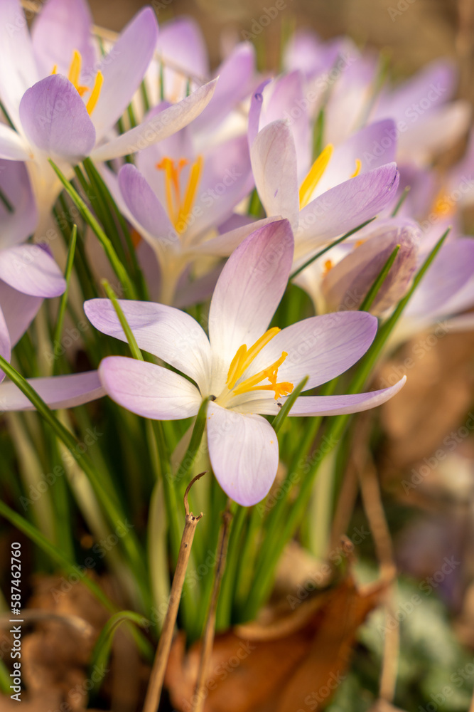Fototapeta premium Krokus 3