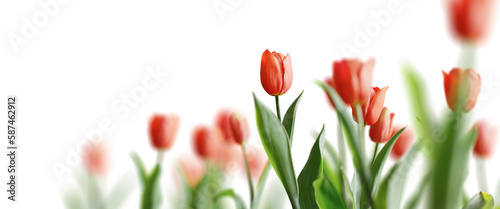 Group of red beautiful tulips isolated on transparent background. Shallow depth of field. 3D render. #587462912