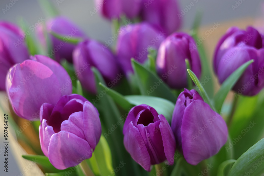 Soft focus. Purple tulips on natural background. Spring violet tulip flowers. Easter Mothers day or Valentine's day greeting card. Bunch of tulips. Birthday celebration concept. Tulip petals. Bouquet 