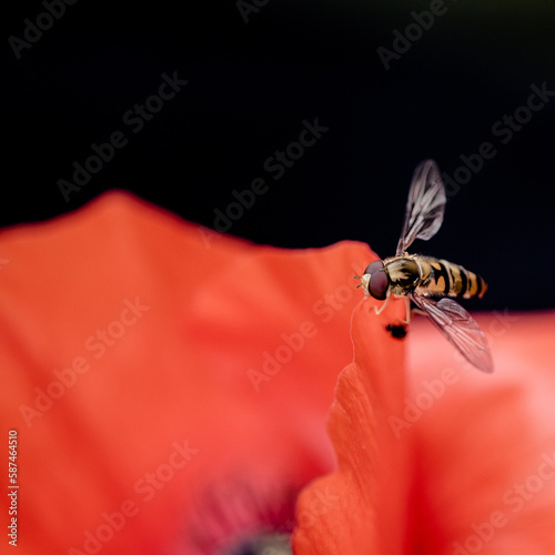 Eine Schwebliege ist im Anflug auf eine rote Mohnblüte. photo