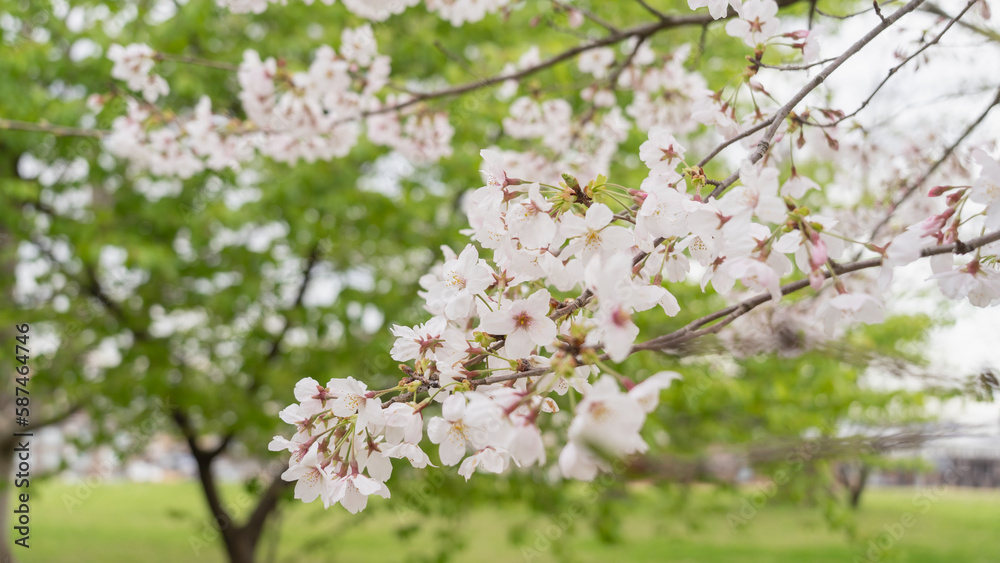 春に咲く日本の桜の花