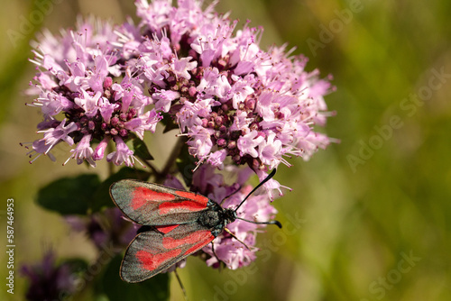 Ein rot geflecktes Widderchen sitzt auf einer duftigen, rosa Blüte des Orgeano. photo