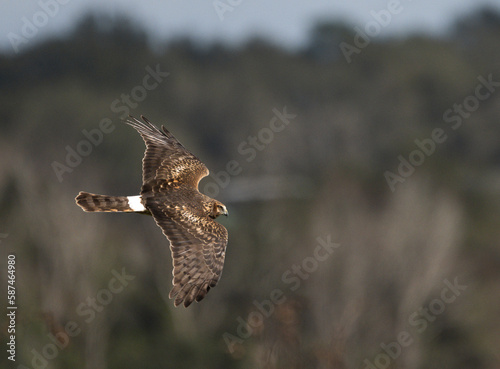 Female Northern Harrier hawk in flight