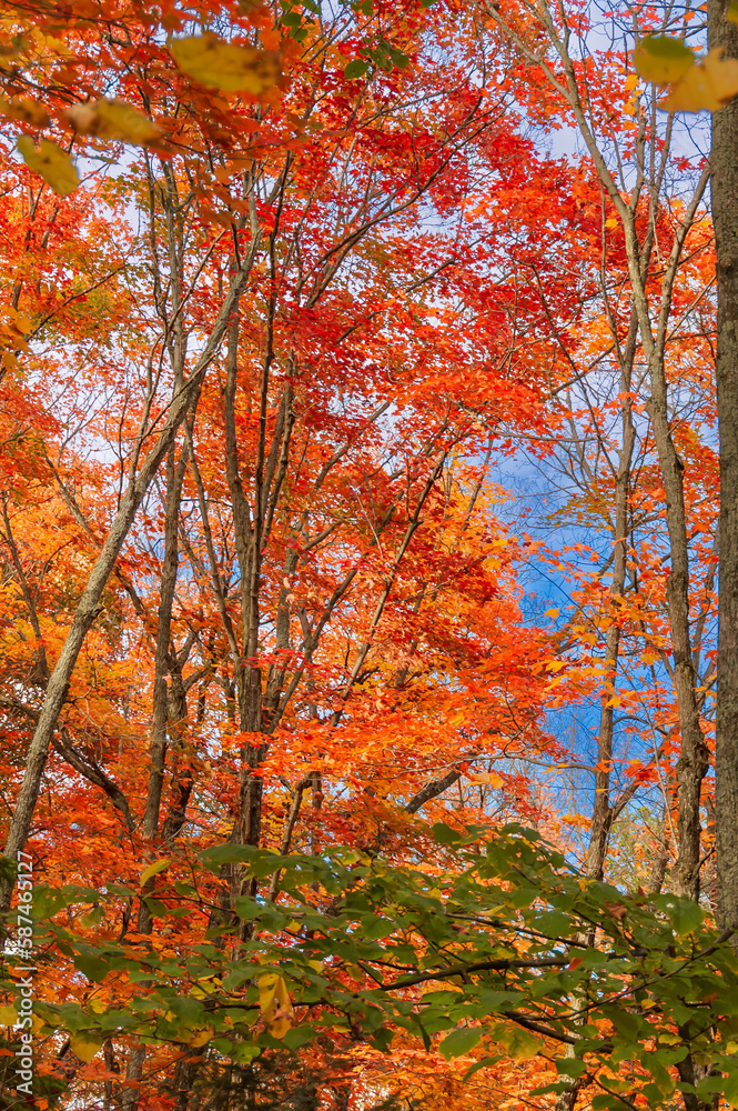 fairy view of red maple trees in Autumn in Quebec country , Canada