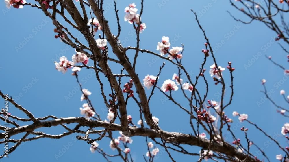 close-up video apricot flowers on a branch sway gently against a bright blue sky in Turkey during springtime