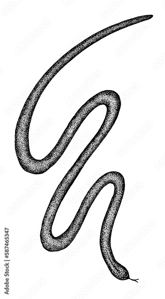 Fototapeta premium Snake S wild life on white background 