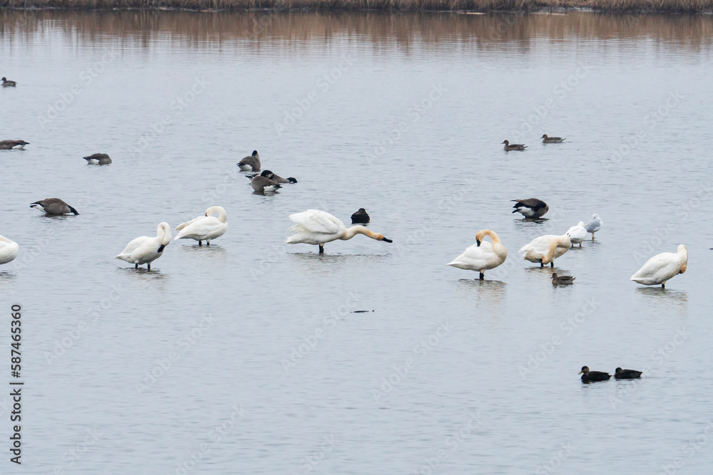 Large white snow geese honk at other waterfowl sharing the seasonal still fresh water pond as they wade and search for food in the winter season at the southern end of their migration range Large white snow geese honk at other waterfowl sharing the seasonal still fresh water pond as they wade and search for food in the winter season at the southern end of their migration range