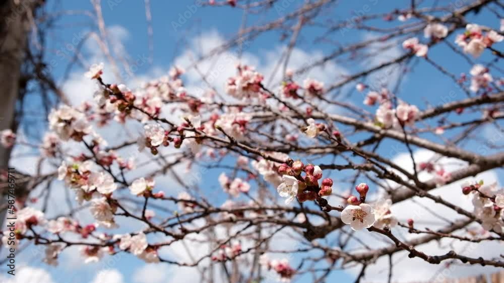 close up white flowers of apricot tree sway slowly in the wind and bees collect pollen against the blue sky on a sunny spring day concept background close up white flowers of apricot tree sway slowly in the wind and bees collect pollen against the blue sky on a sunny spring day concept background