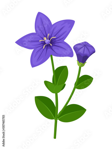 Vector illustration, balloon flower or Platycodon grandiflorus, isolated on white background.