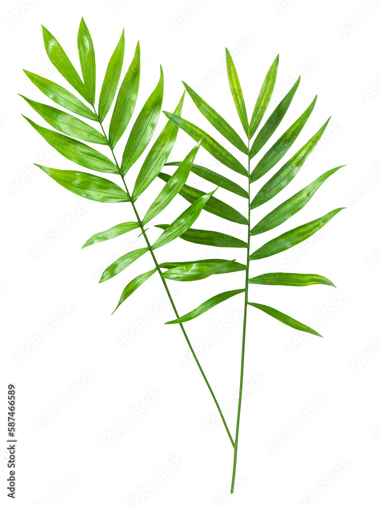 Fototapeta premium PNG Green palm leaves isolated white background