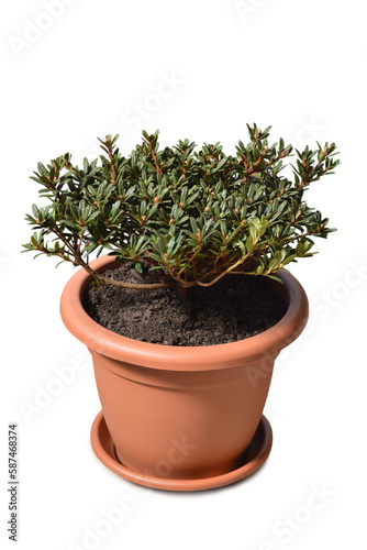 Potted Chinese dwarf rhododendron isolated on white background