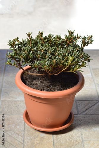 Chinese dwarf rhododendron growing in flower pot
