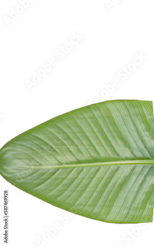 Directly above shot of leaf 