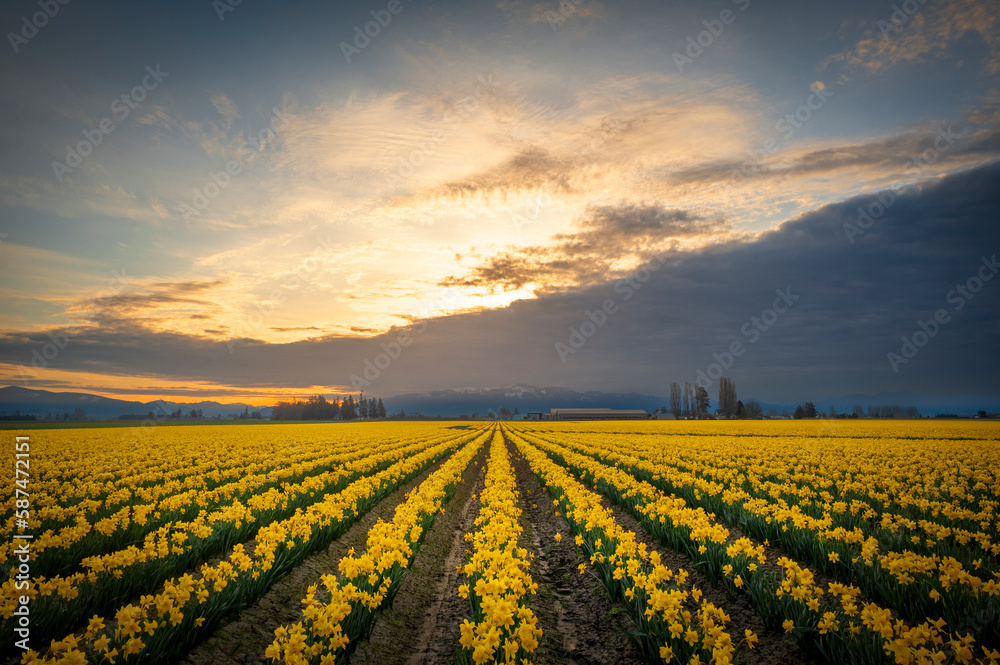 Blooming Daffodil Fields in the Skagit Valley, Washington. Blossoming daffodils are the first signs of spring in the Pacific Northwest and in the Skagit Valley they precede the tulips by about a week.