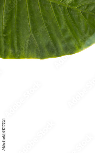 Green patterned plant leaf on white background