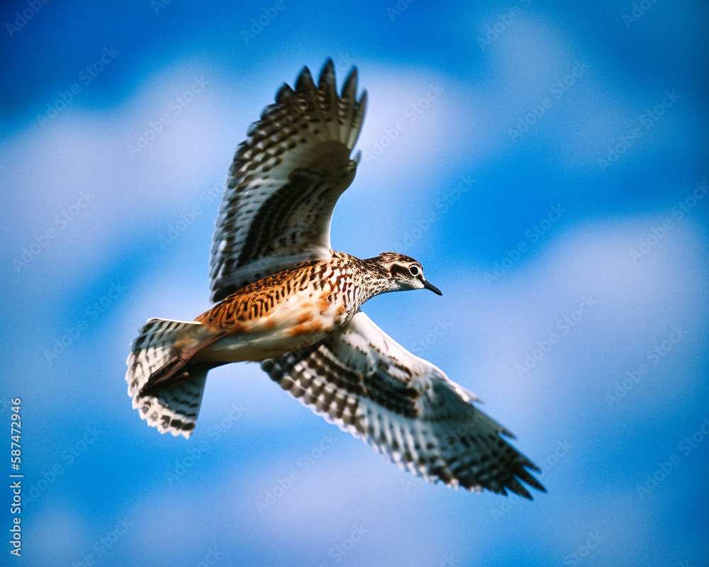 Fototapeta premium Eurasian Bustard in flight - generative ai