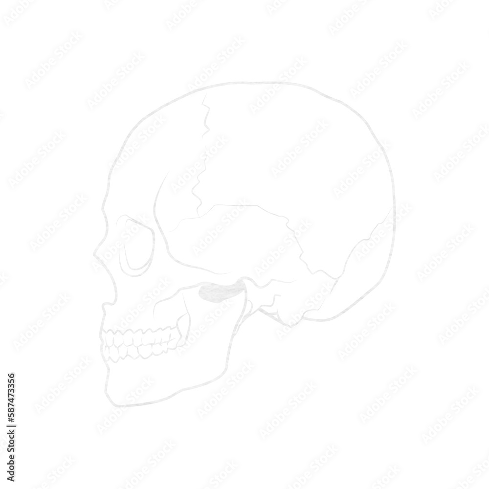 Human skull against white background