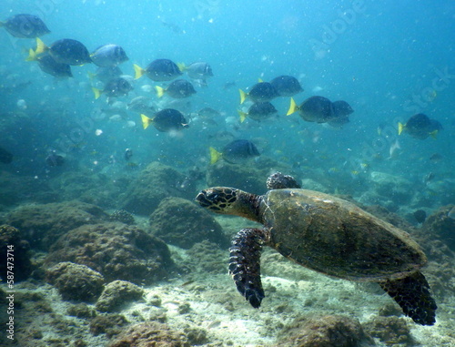 Fototapeta Naklejka Na Ścianę i Meble -  Costa Rica Pacific Sea Lfe