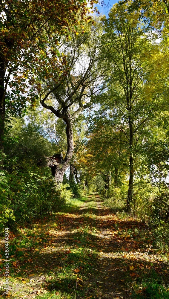 Fototapeta premium Polna droga wśród drzew idealna na spacer natura i przyroda