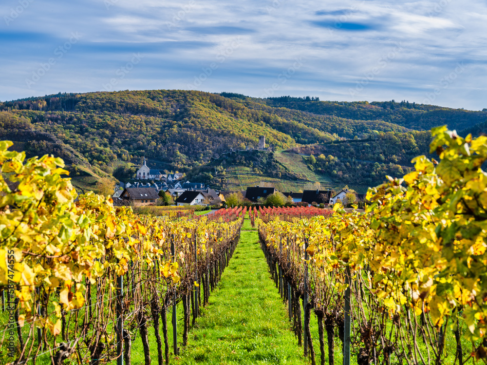 Virtical shot of colorfull rows of vines in Ellenz-Poltersdorf village and Beilstein village in the background in Cochem-Zell district, Germany