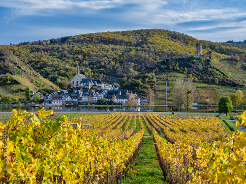 Bright color rows of vines and Beilstein village on Moselle river in Cochem-Zell district, Germany