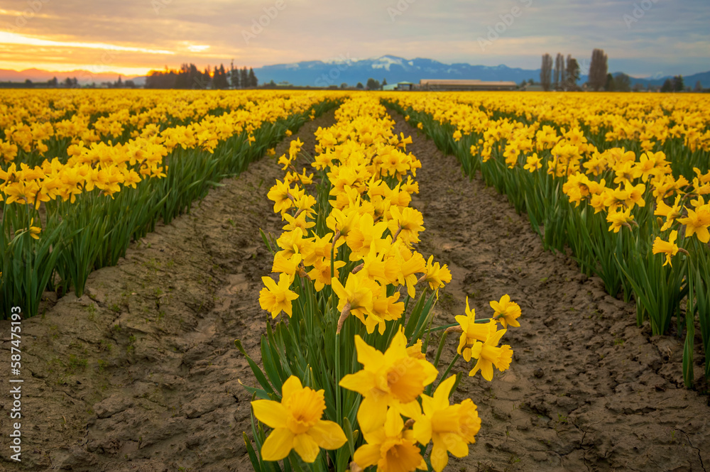 Blooming Daffodil Fields in the Skagit Valley, Washington. Blossoming