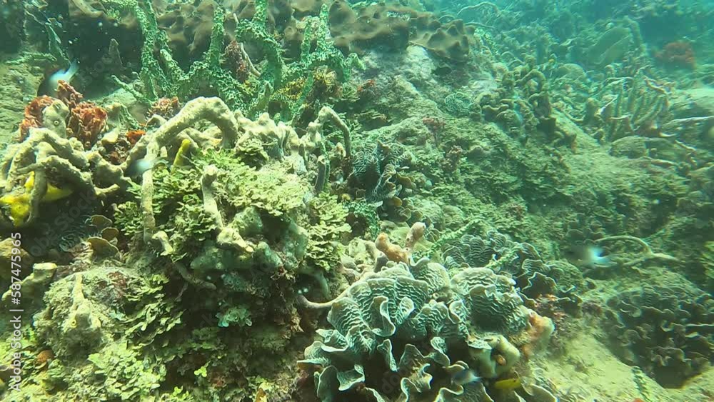 scuba diving in the caribbean scuba diving in the caribbean