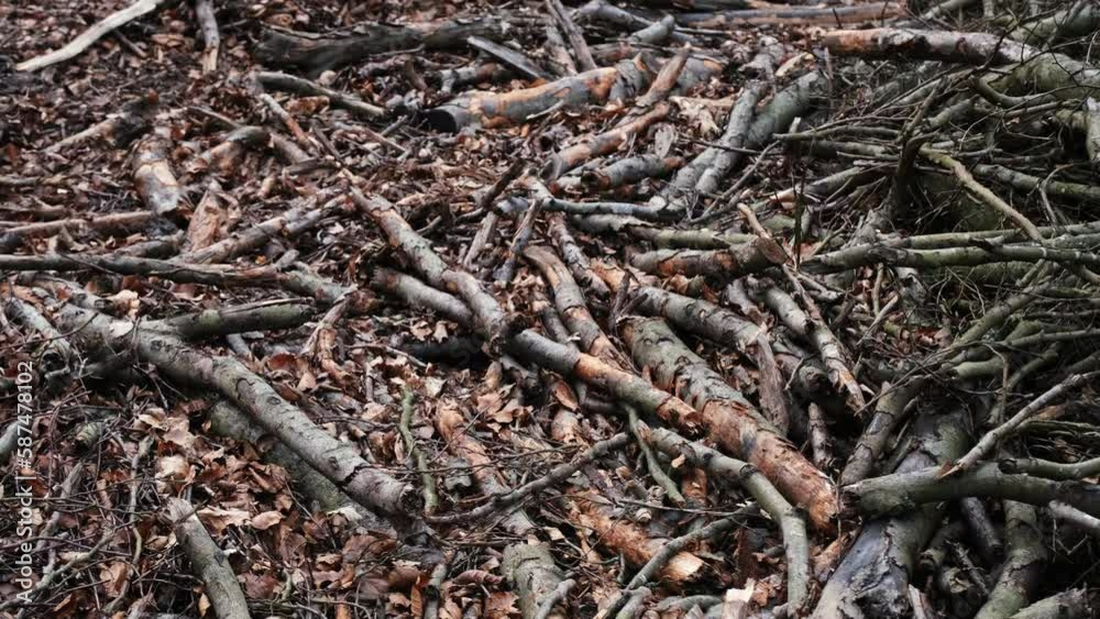 Broken Tree Branches and Wood Shavings Scobs in Forest Destroyed by Lumberjack Industrial Deforestation Clearance Site Broken Tree Branches and Wood Shavings Scobs in Forest Destroyed by Lumberjack Industrial Deforestation Clearance Site