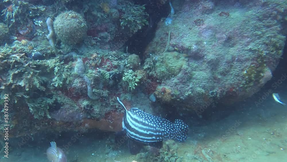 spotted drum fish spotted drum fish