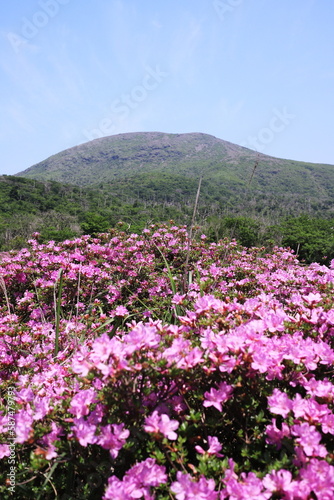 鹿の原の満開のミヤマキリシマに構える美しい山