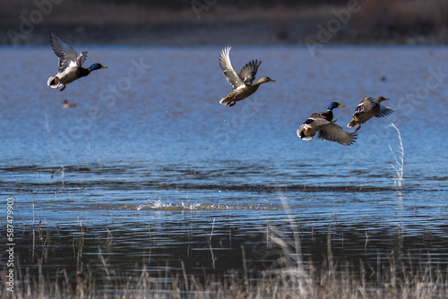 Mallard ducks flying in flight