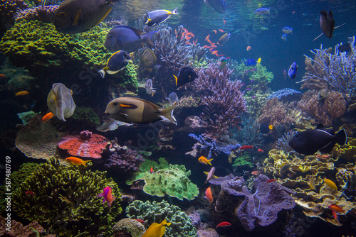 Fototapeta Naklejka Na Ścianę i Meble -  Underwater scene. Underwater world. Underwater life landscape.