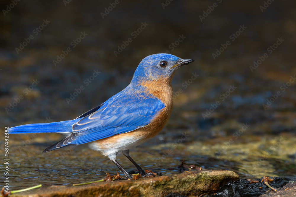 Fototapeta premium Eastern bluebird (Sialia sialis)