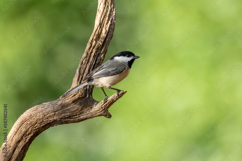 Carolina Chickadee 