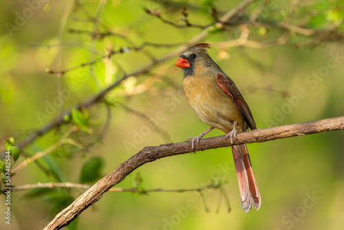 Female Northern cardinal (Cardinalis cardinalis)
