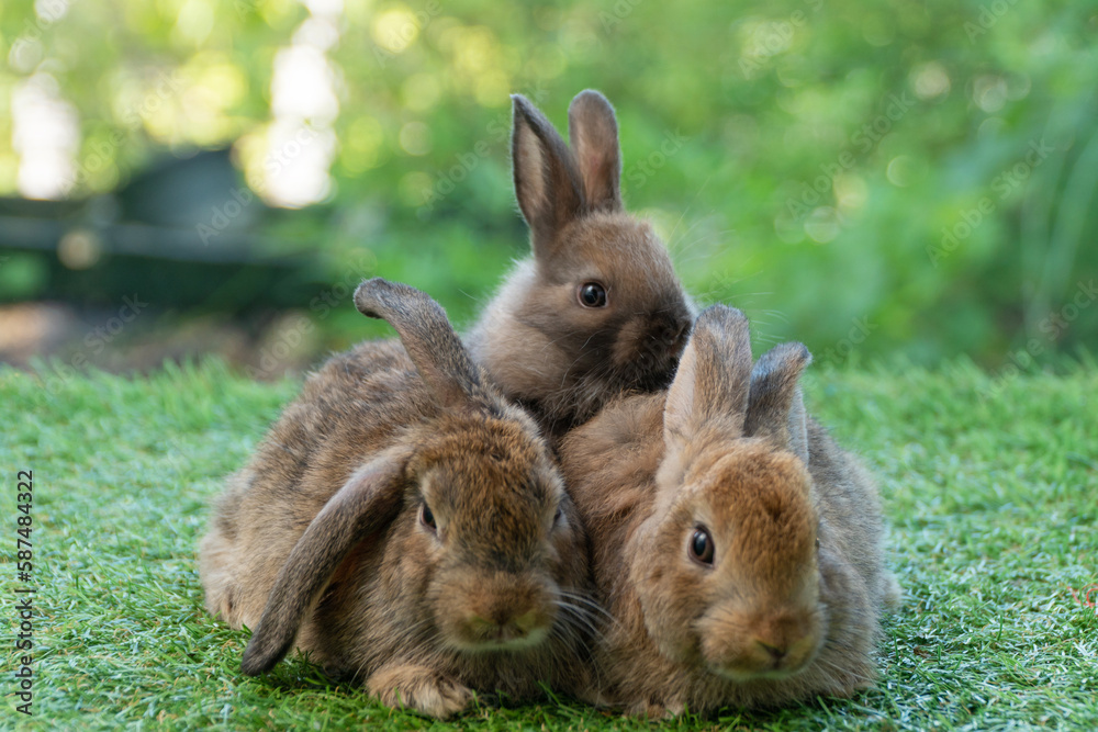Cuddly furry rabbit bunny brown with family sitting and playful together on green grass over natural background. Group of family baby bunny spring time on lawn. Easter newborn bunny family pet concept Cuddly furry rabbit bunny brown with family sitting and playful together on green grass over natural background. Group of family baby bunny spring time on lawn. Easter newborn bunny family pet concept