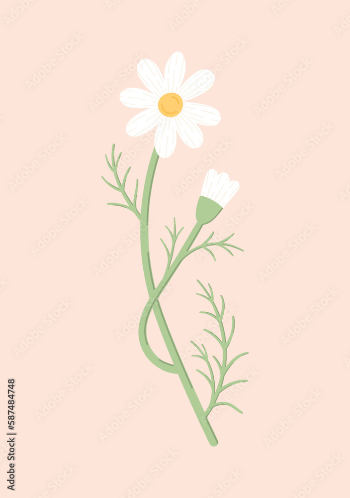 Delicate chamomile flower hand-drawn vector illustration. Cute daisy on a light pink background. Floral clipart.