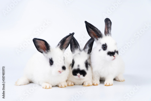 Adorable furry baby bunny rabbits sitting and lying together playful over isolated white background. Three lovely cuddle family rabbits sitting playful together on white. Easter animal family concept.
