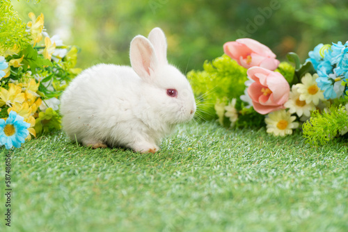 Curiosity lovely baby rabbit bunny sitting on green grass over flowers background. Adorable white rabbit furry bunny sitting playful on green grass with flowers on spring time background.Easter animal