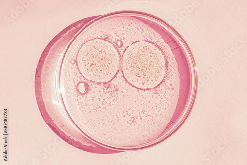 Petri dish. Petri s cup with liquid. Chemical elements  oil  cosmetics. Gel  water  molecules  viruses. Close-up. On a pink background.