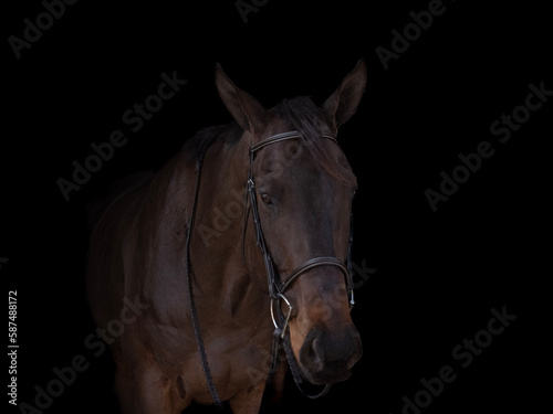 portrait of a horse © Thomas