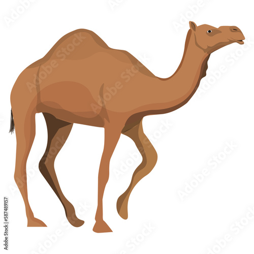 dromedary camel isolated on white background. Vector illustration. 