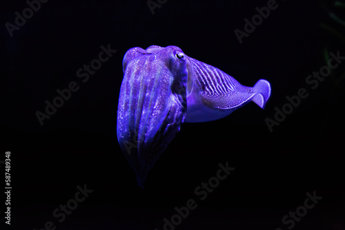 Cuttlefish is marine molluscs of the order Sepiida. Same family as squid, octopuses, and nautiluses.