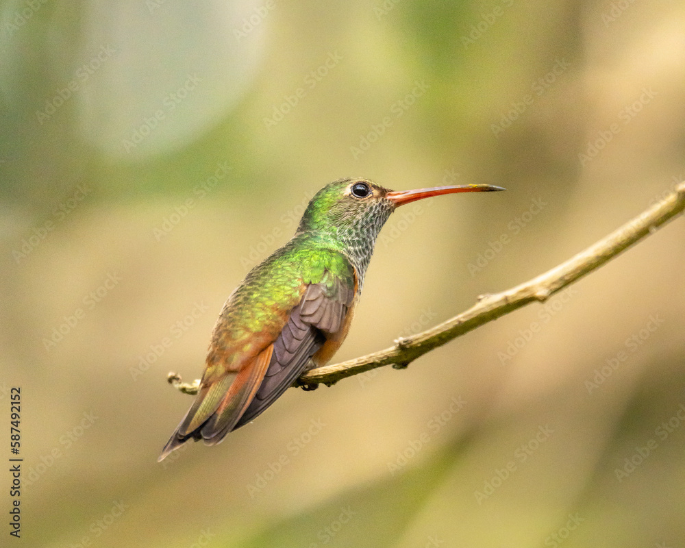 Fototapeta premium hummingbird perched on a tree branch