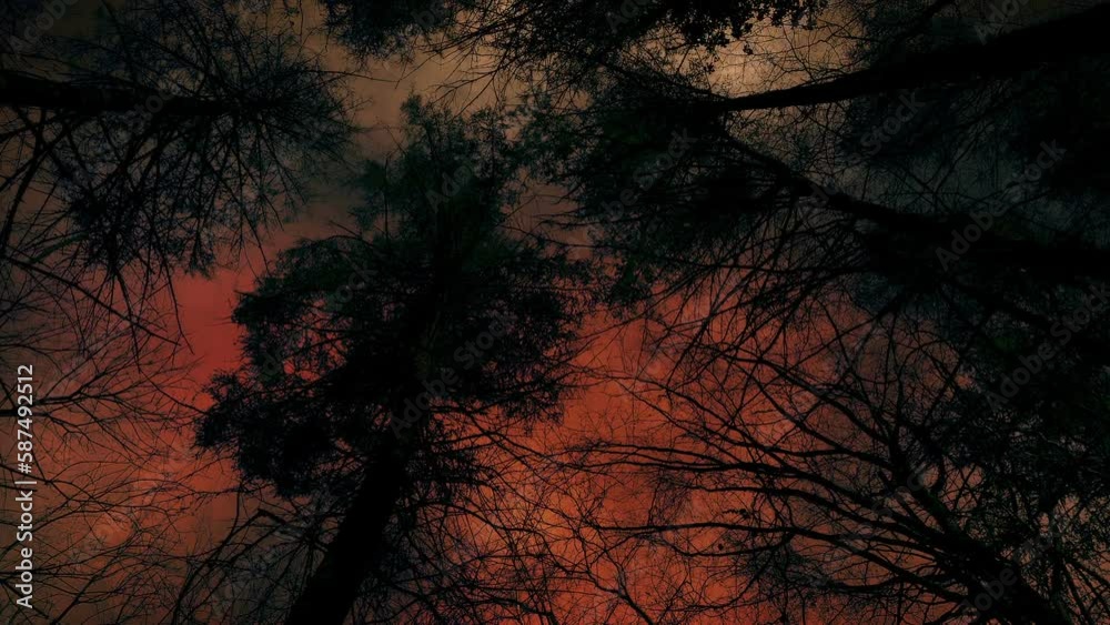 WW3 Fiery Sky Over Dark Trees Above POV