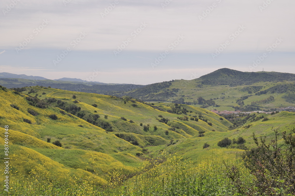 Spring flowering vegetation in the Californian hills.
